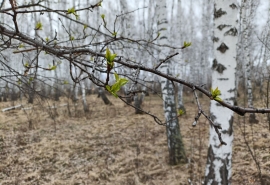 Омичей массово обязывают подписками не жечь леса