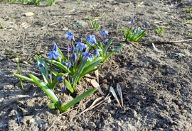 Проснулись омские байбаки-термометры