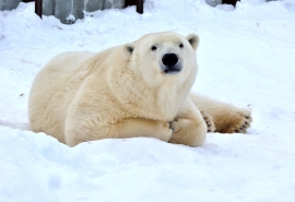 Омская белая самодостаточная медведица Думка отметила день рождения с конфетами