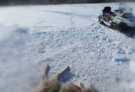 В Омской области рысь устроила показательную охоту на косулю