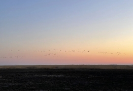 Календарные гуси предсказали весну в Омской области