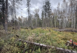 Омичу вынесли приговор за незаконную рубку леса на полмиллиона рублей