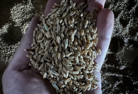 Омская область увеличила экспорт пшеницы в другие страны