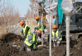 Мэр Омска следит за судьбой кленовой аллеи – деревья готовят к переезду с запасом прочности