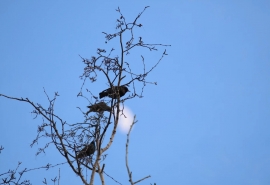 В омский парк Победы прилетели вестники весны