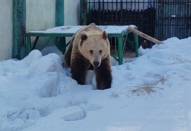 Сигнал лапой и потягушки: в Омской области проснулись медведи