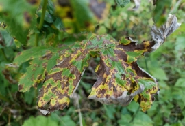 К списку на уничтожение борщевика в Омске добавили и грибы