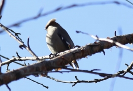 В Омске замечены красивые, но прожорливые птицы