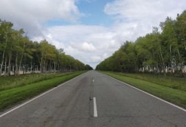 Омские лоси стали отчаянными и выбегают на дорогу под машины