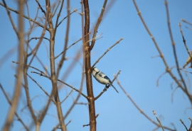 В омской «Птичьей гавани» заметили редкую гостью: необычная птица попала в объектив фотографов