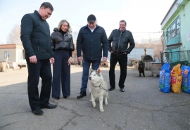 Омские чиновники начали брать собак из муниципального приюта