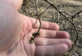 В омском дендропарке имени Гензе раньше срока набухают почки