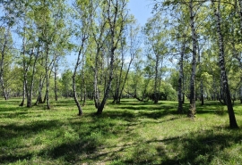 В омском селе Медвежье зарегистрировали фонд помощи диким животным
