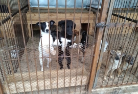 В омском киноцентре покажут семейный фильм в пользу приюта для животных