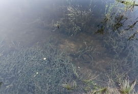 Ликвидацию омского «мыльного озера» доверили петербуржцам