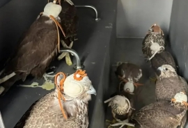 Стаю соколов-вещдоков поселили в омский зоопарк на время суда