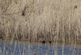 На видео попали танцы романтичных и вручающих подарки птиц в Омской области