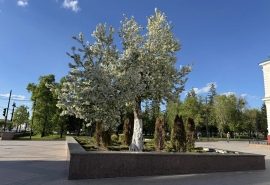 В Омске зацвела 133-летняя яблоня – свидетельница дореволюционной эпохи