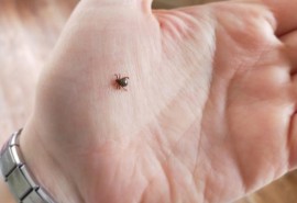 Каждый десятый клещ в Омской области заражен боррелиозом