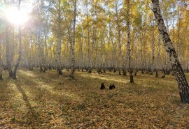 В Омске после заморозков начнется потепление