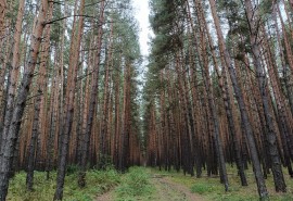 Какой будет погода в Омске в последние пару недель?