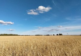 Обанкротилась омская агрофирма с миллионами господдержки