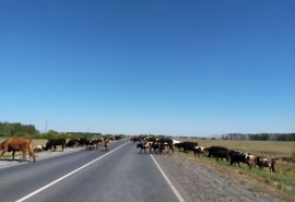 Крупному омскому скотоводческому хозяйству заблокировали счета