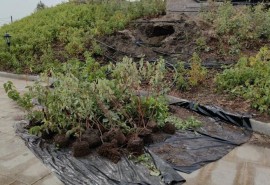 Омичам пригрозили ответственностью за вытоптанные клумбы у фонтана