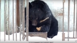 В Омской области проснулся первый медведь ради единственной цели