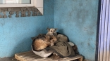 Омская ГЖИ оштрафовала две «управляшки» за ночлежку бездомных животных в подвалах