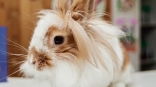 Омский кролик Морковка нашла свое счастье, несмотря на непростой характер