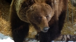 Омская медведица Маша проснулась в добром расположении духа: ей всего-то надо было выспаться