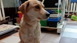 В Омске бездомная собака пришла за помощью в приют для животных