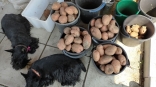 В Омске к весне анонсировали два новых сорта картофеля