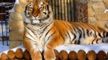 Омская тигрица Аза прогнала мужа после медового месяца – ей надоели его требования любви