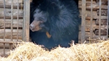 Омскую медведицу-сову разбудили ни свет ни заря: она в шоке, туго соображает и не может прийти в себя
