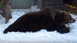 Омский медведь Фома не видит смысла в пробуждении и теперь не расстается с подушкой