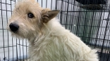 Сбитый пес, из-за которого остановили транспорт в центре Омска, начал новый этап в жизни