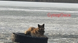 Собаку спасли из ледяного плена на берегу Иртыша в Омске