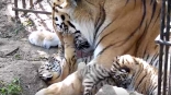 Омская тигрица Аза не ожидала такого количества новорожденных детей, но мужественно взялась за воспитание