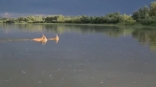Омич встретил на реке трех неожиданных пловцов