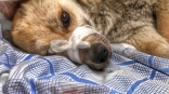 В Омске собаке Эми оторвало таз и разорвало внутренние органы, но она борется