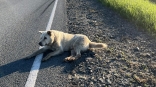 Омичка совершила невероятное и нашла в другой стране «похороненного» пса с омской трассы