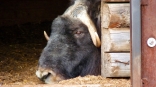 Желающая уехать к семье овцебык Луна не может покинуть Омскую область