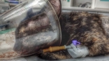 В Омске кошечка погибла во время прогулки