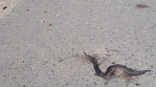 В омской деревне на дорогу выползают змеи