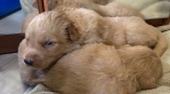 С тремя щенками, которых выбросили в коробке с бантиком на трассе под Омском, произошло чудо
