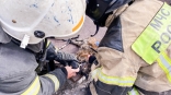 Омские спасатели реанимировали двух пострадавших при пожаре котиков