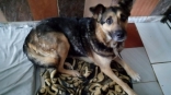 Омская собака Шери пережила расставание с выгнанной на улицу хозяйкой, жизнь в подъезде, опухоль, как свалилась новая напасть