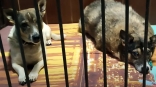 Защищающие хозяйку без сознания в запертой квартире омские собаки в шоке от перемен и никому не доверяют